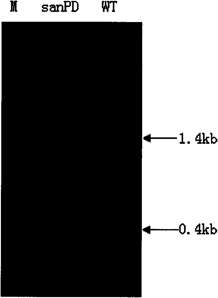 Method for producing nikkomycin Z, special culture medium of nikkomycin Z and special engineering bacteria of nikkomycin Z