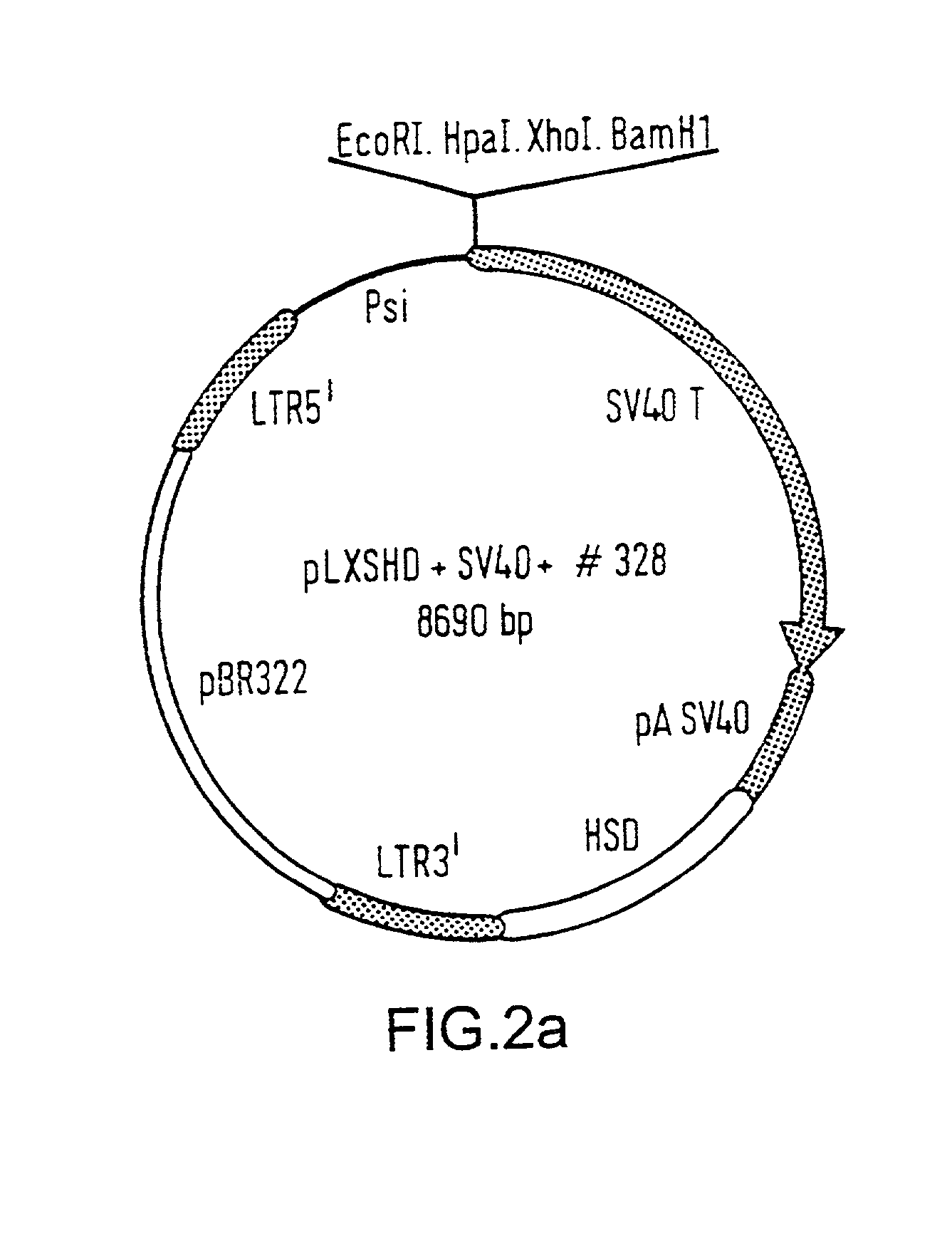 Immortalized human skin cell lines and novel serum-free medium useful for the production thereof