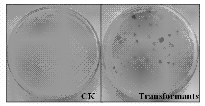 New botrytis cinerea gene related to pathogenicity and application of new botrytis cinerea gene