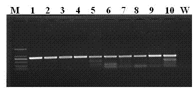 New botrytis cinerea gene related to pathogenicity and application of new botrytis cinerea gene