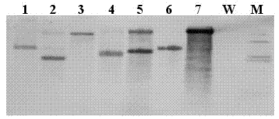 New botrytis cinerea gene related to pathogenicity and application of new botrytis cinerea gene