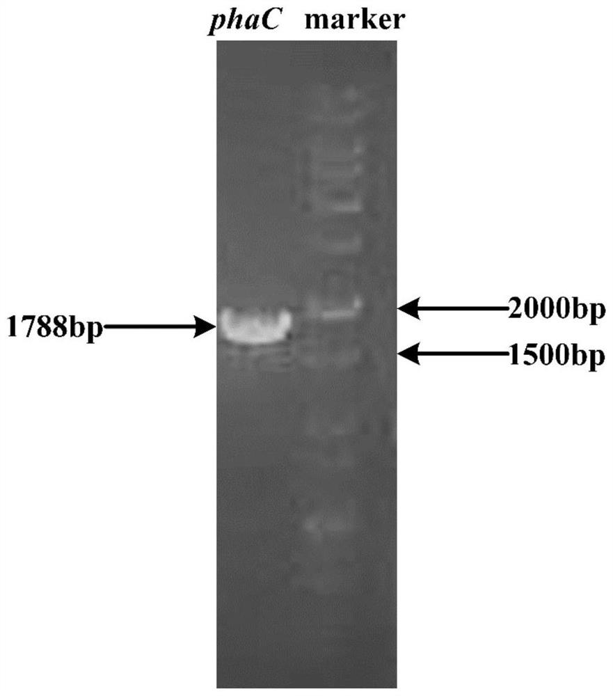 Method for increasing yield of ascomycin by using polyhydroxybutyrate as intracellular carbon library