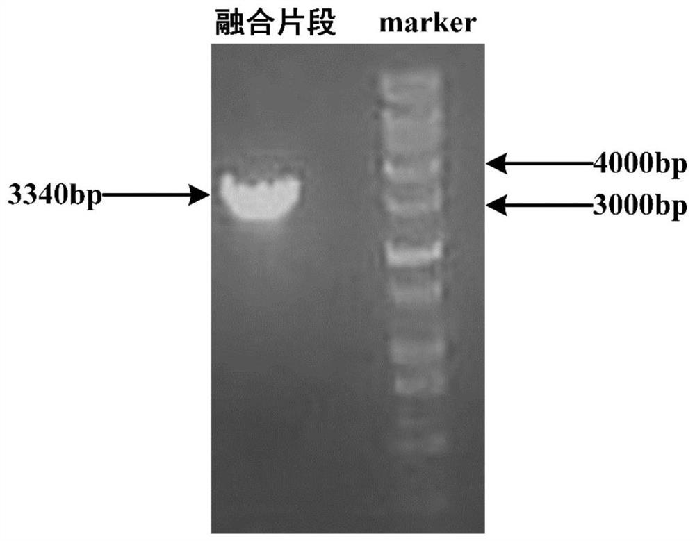 Method for increasing yield of ascomycin by using polyhydroxybutyrate as intracellular carbon library