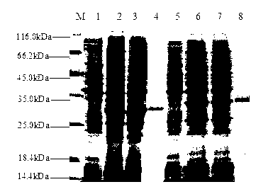 Engineered protein TAT-VP28 against white spot syndrome virus of shrimp and its preparation and purpose