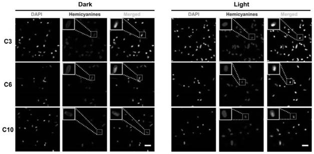 Application of hemicyanine small molecule compound as fluorescent probe and photodynamic antibacterial agent