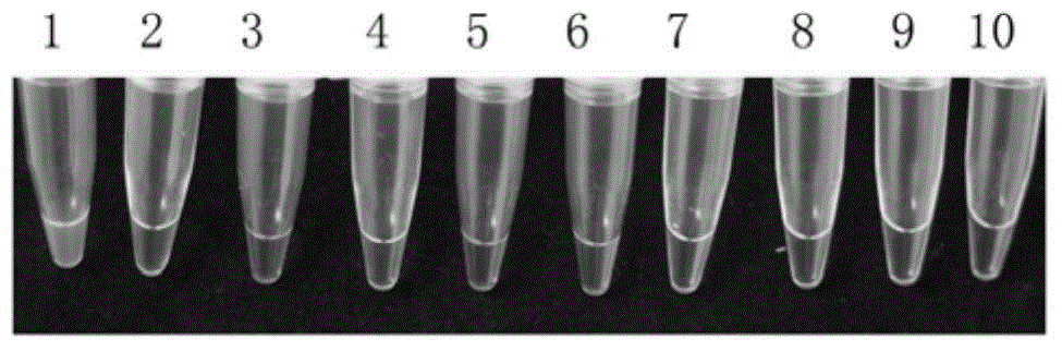 LAMP (loop-mediated isothermal amplification) primer composition for detecting colletotrichum gloeosporioides and application of LAMP primer composition