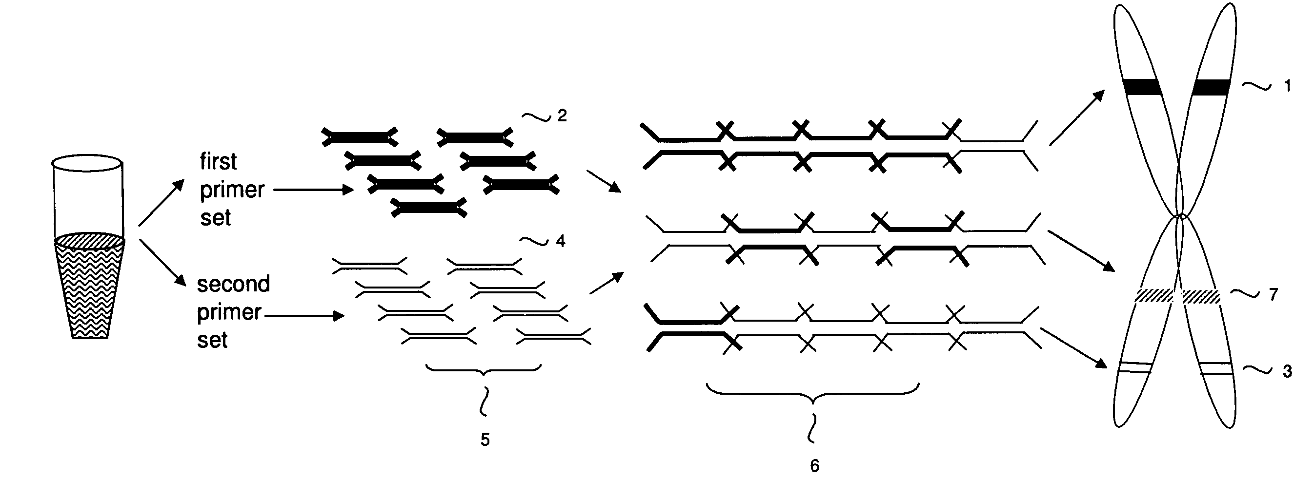 Primer-directed chromosome painting