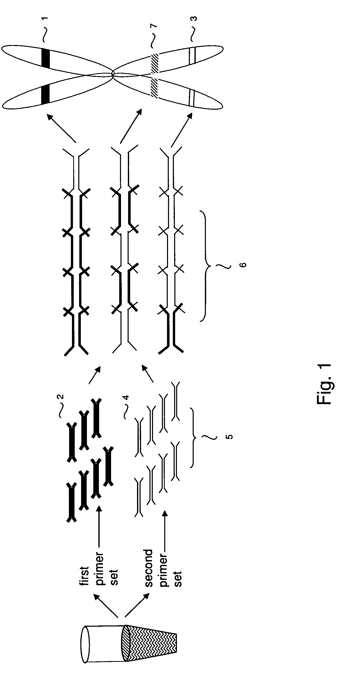 Primer-directed chromosome painting