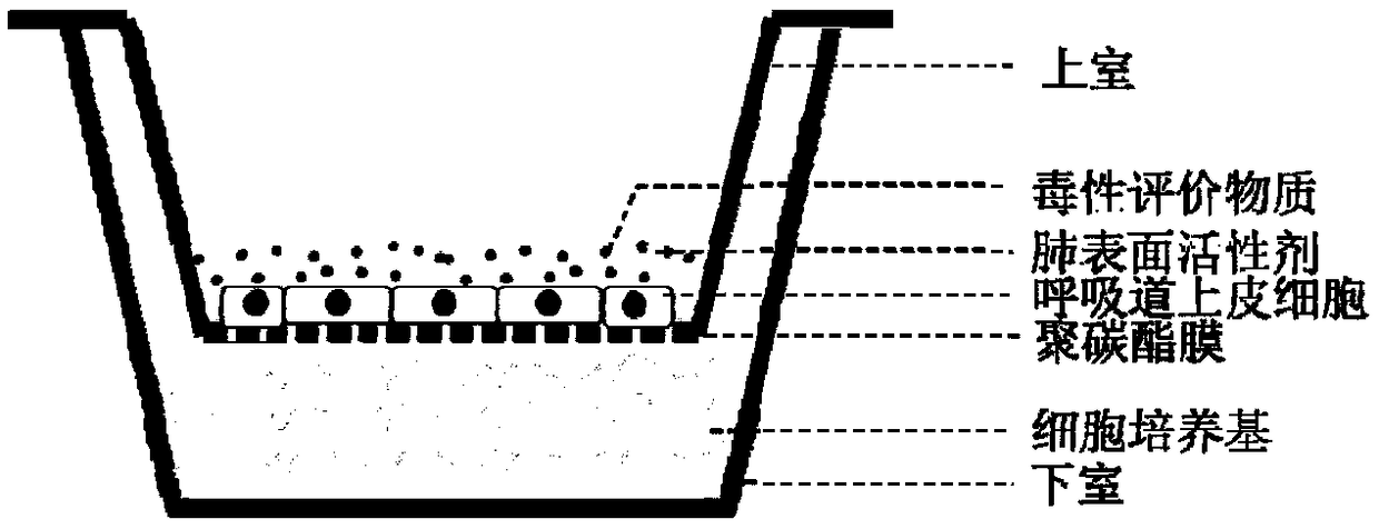 Construction method and application of in-vitro respiratory exposure model