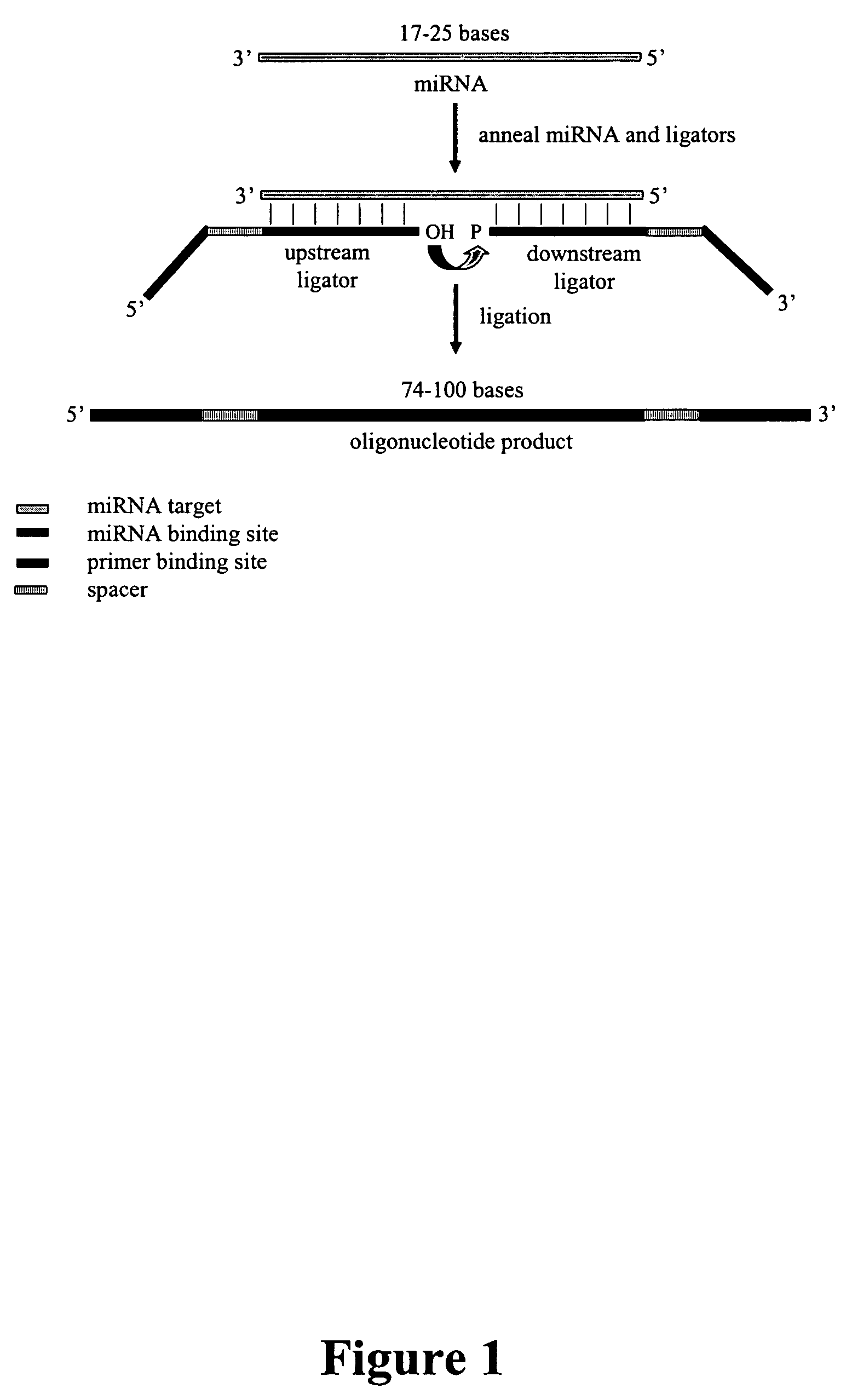 Methods, compositions, and kits for detection of microRNA