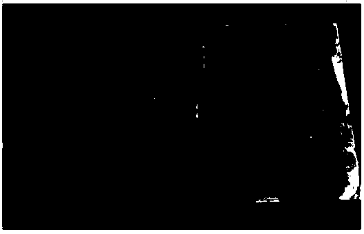 Method for promoting cynomorium songaricum seeds to germinate