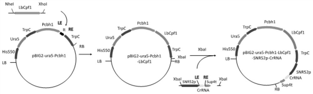 CRISPR system and application thereof to mortierella alpina