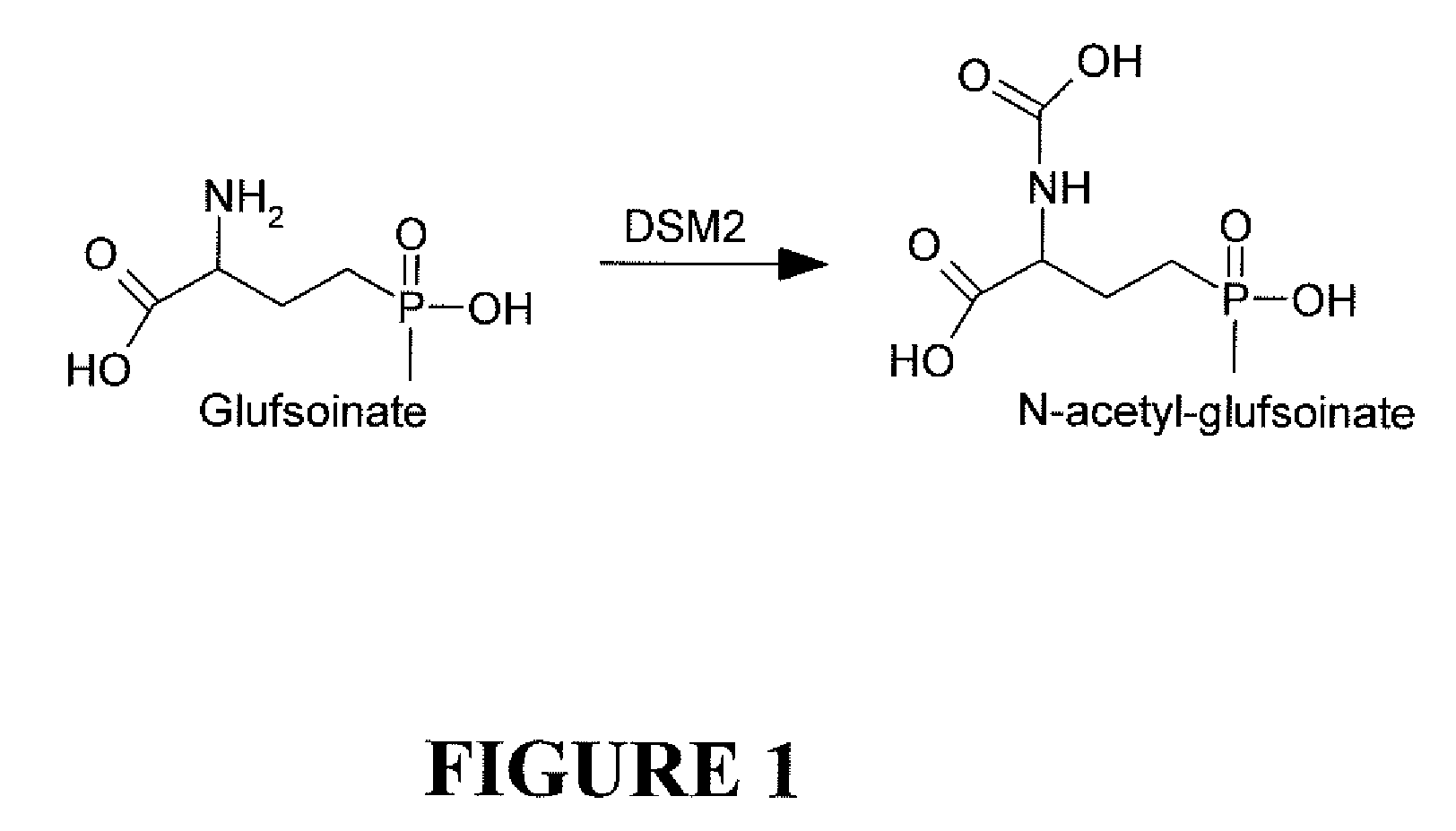 Novel Selectable Marker Genes