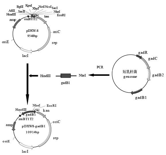 Production method and strain of gamma-aminobutyric acid (GABA)