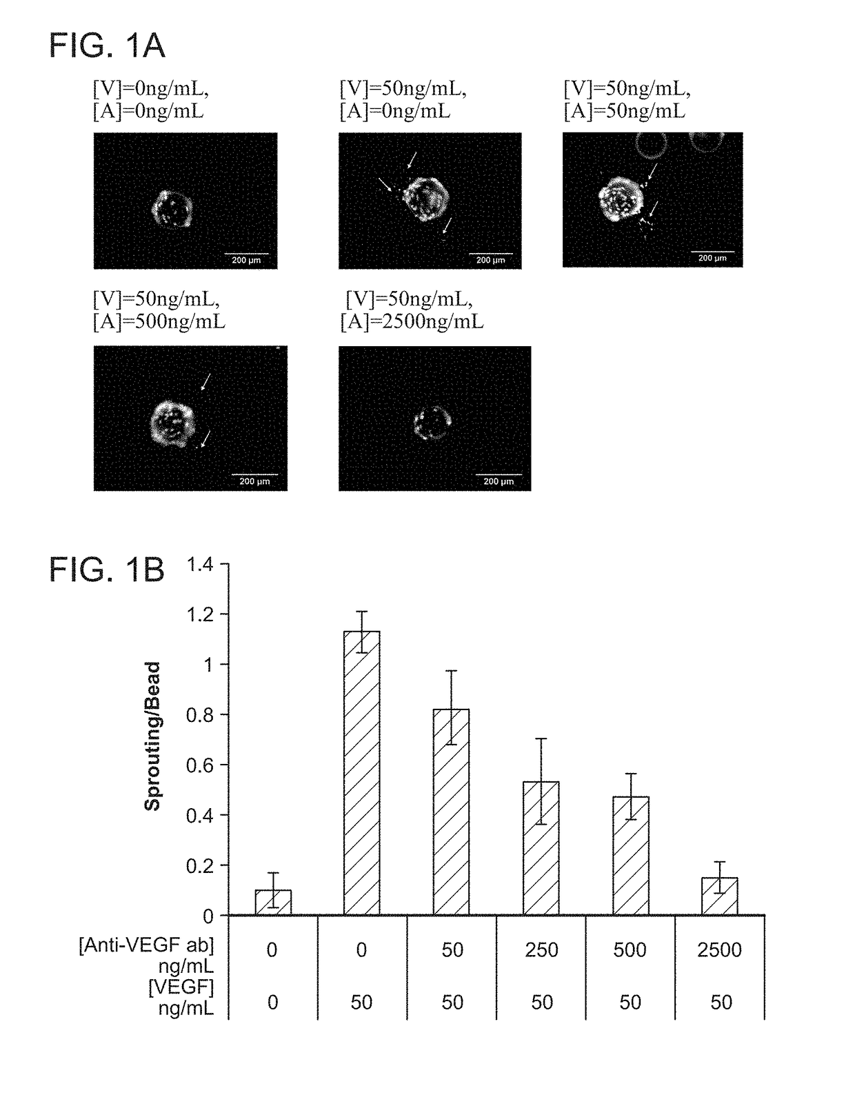 Co-delivery of stimulatory and inhibitory factors to create temporally stable and spatially restricted zones