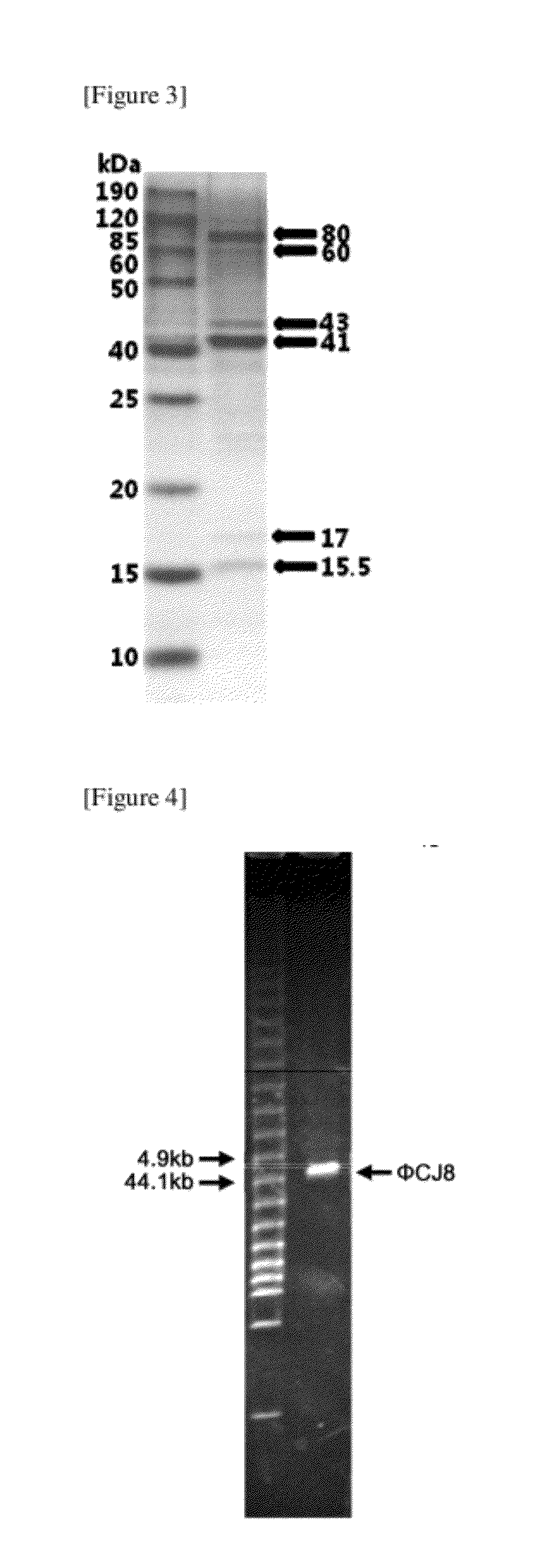 Novel bacteriophage and antibacterial composition comprising the same