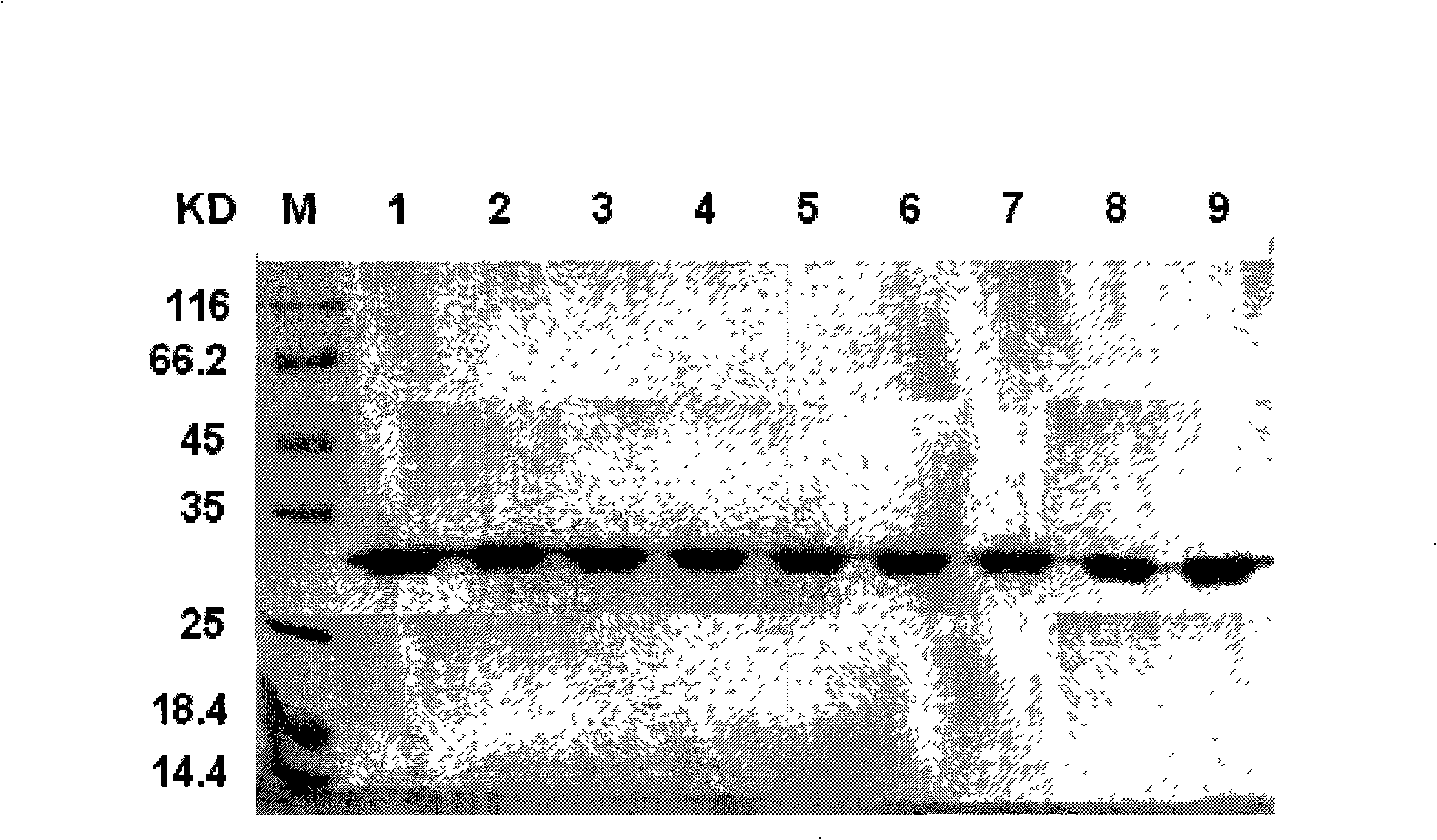 Attenuated enterotoxin C2 superantigen mutant protein, preparation method and application thereof