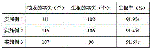 Rapid propagation method of kudzu roots