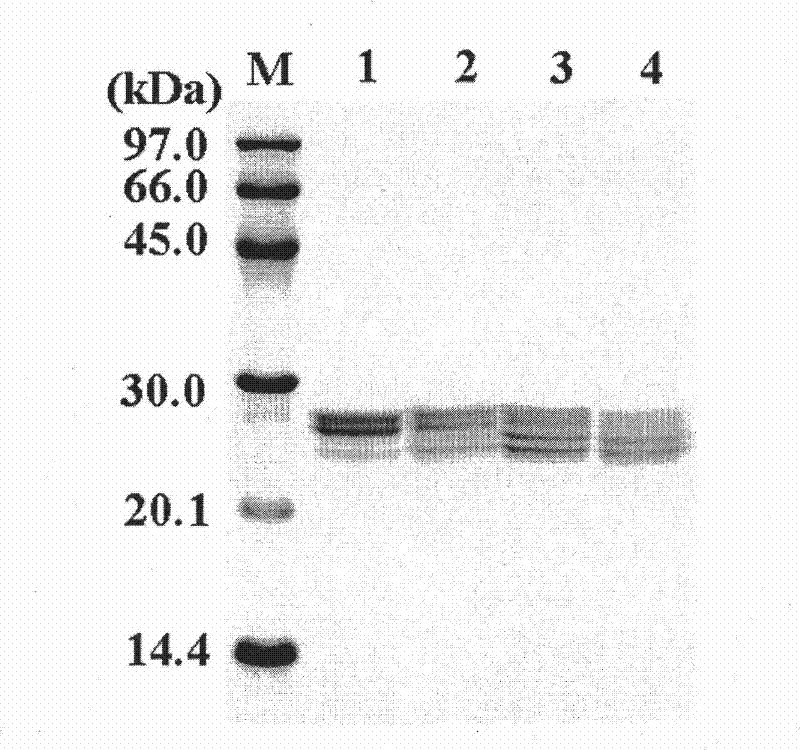 A method to keep plant ferritin stable