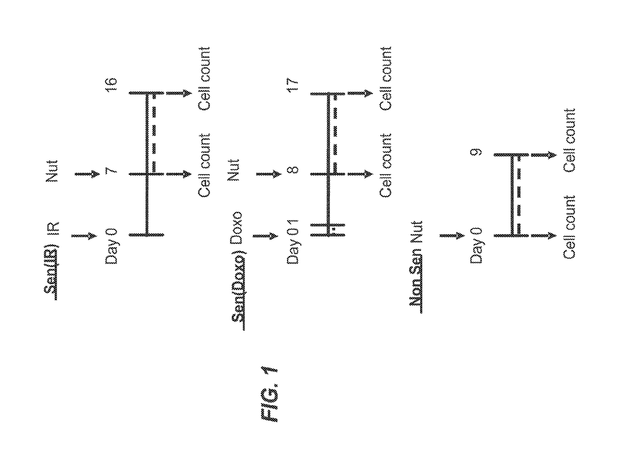 Methods and compositions for killing senescent cells and for treating senescence-associated diseases and disorders