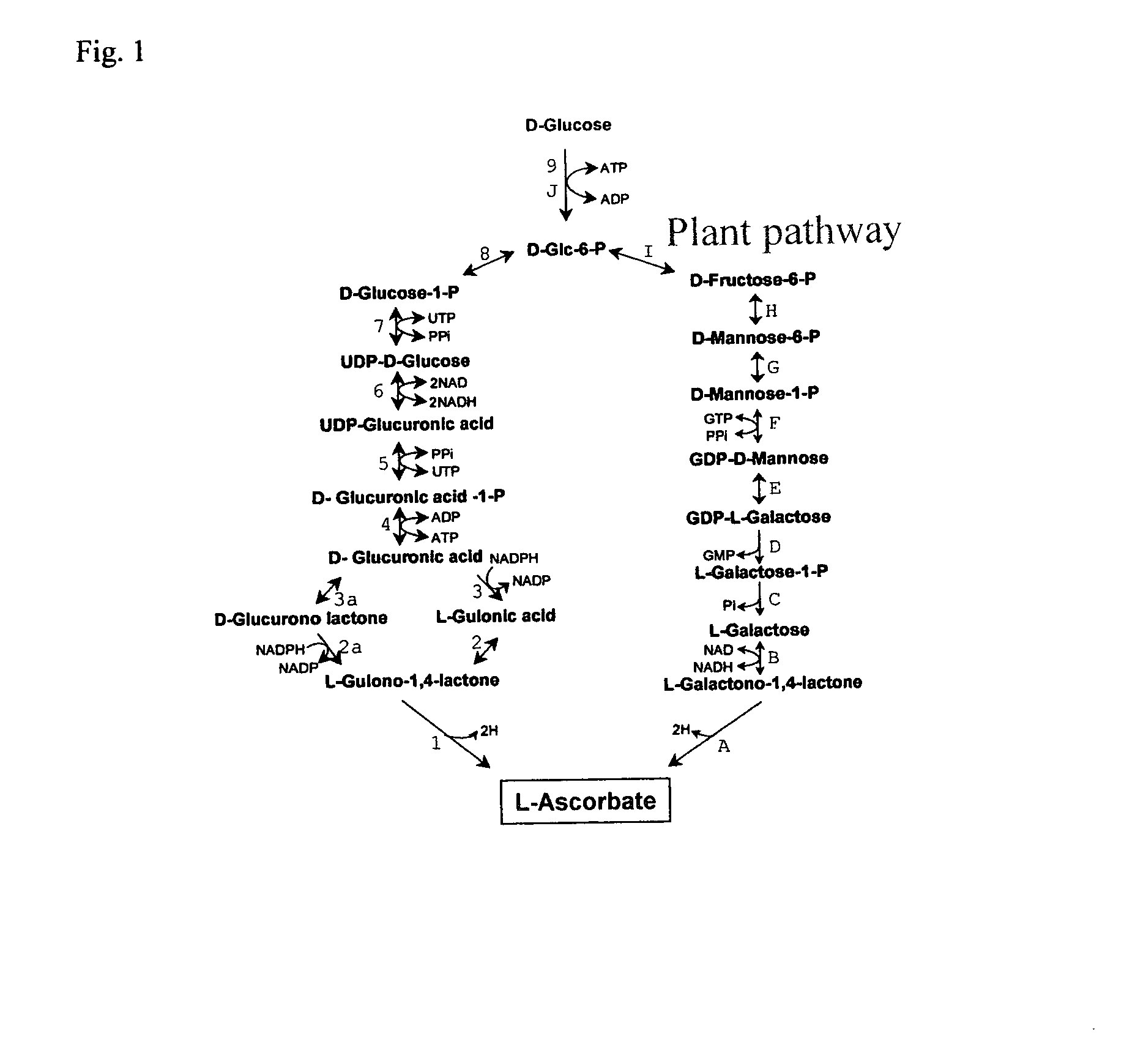 Ascorbic acid production from yeast