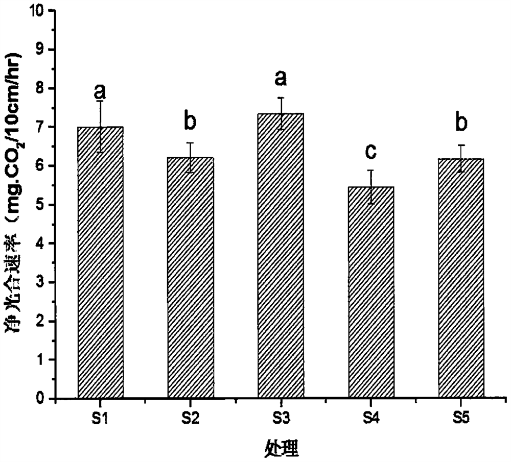 Method for promoting growth of spathiphyllum petite under heavy metal stress