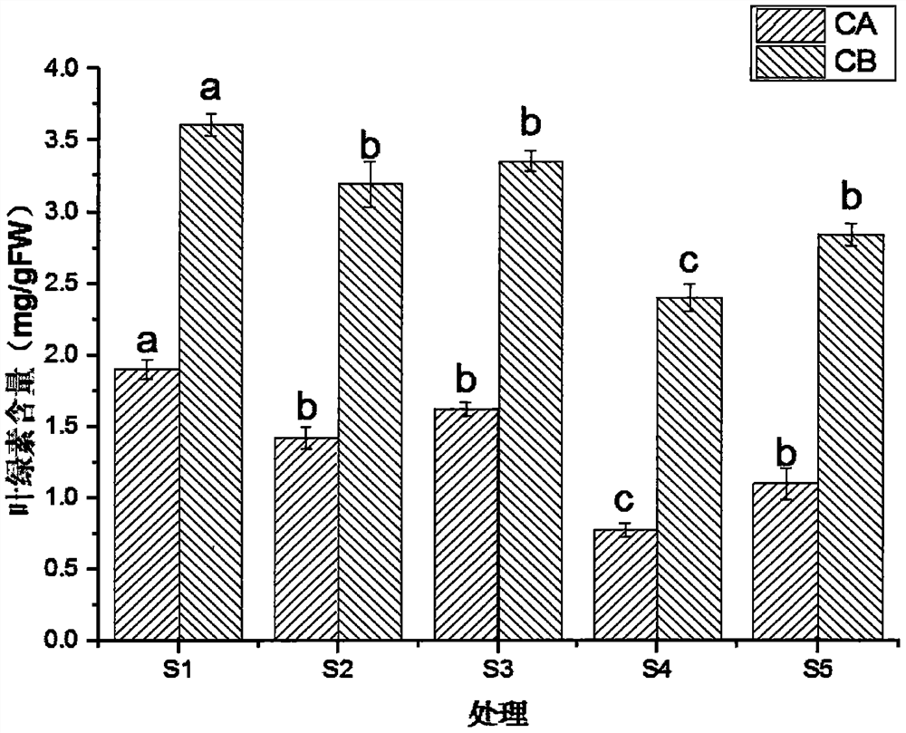 Method for promoting growth of spathiphyllum petite under heavy metal stress