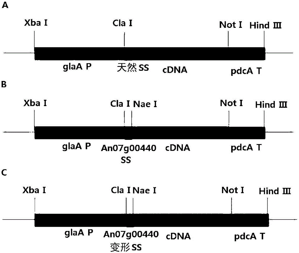 Novel catalase signal sequence and method for catalase expression using same