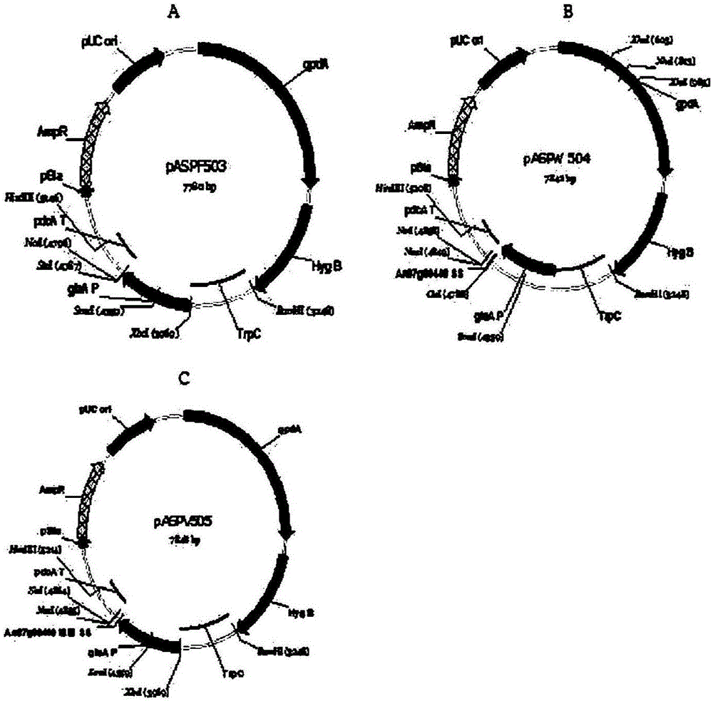 Novel catalase signal sequence and method for catalase expression using same