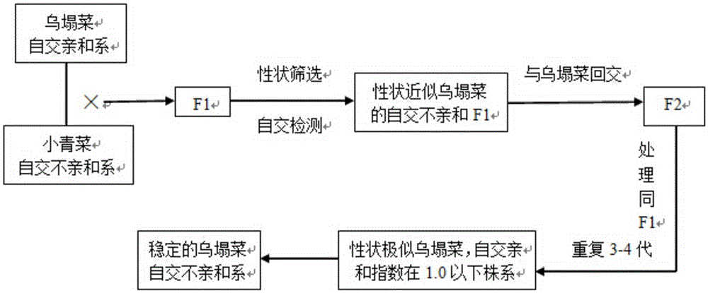 A kind of breeding method of self-incompatibility line of Wutaicai