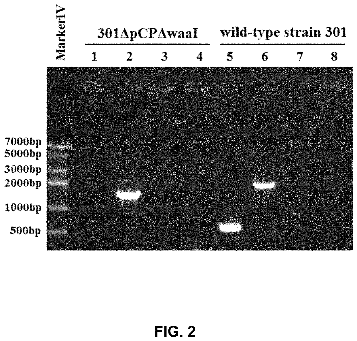 Method for preparing bacterial polysaccharide-modified recombinant fusion protein and use of the protein