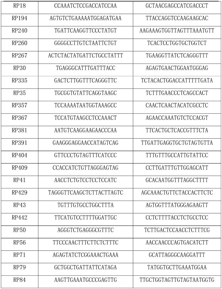 A set of microsatellite primers for red panda genes