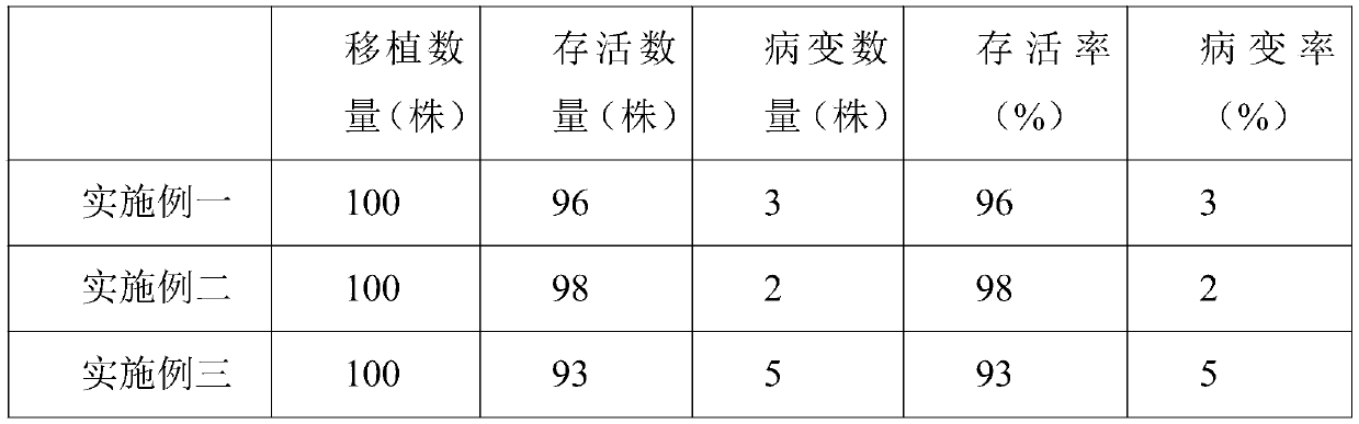 Transplanting method for camphor tree