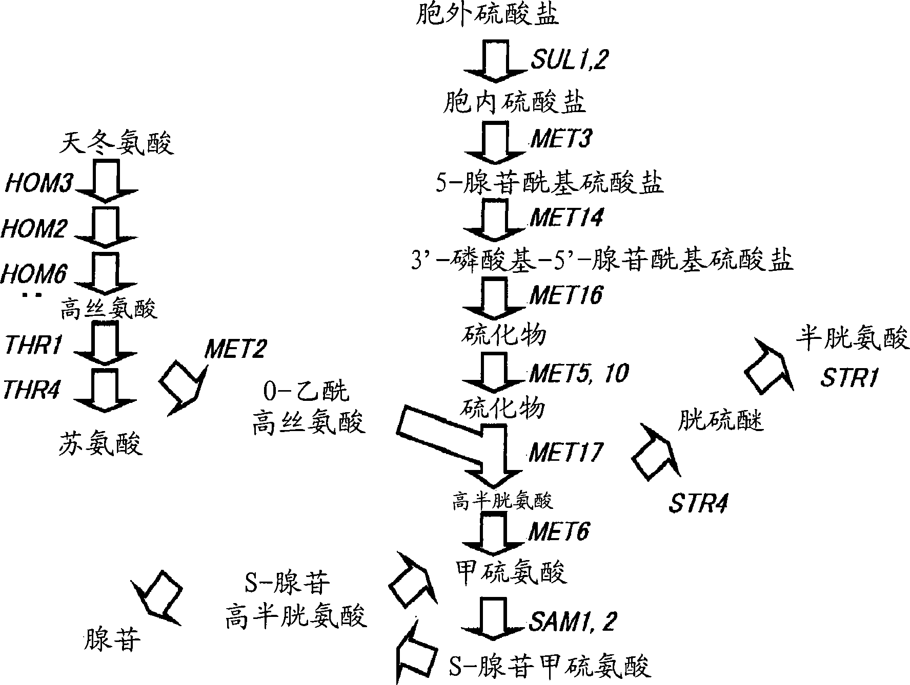 Method for breeding high sulfurous acid-producing yeast and method for producing liquor using the yeast