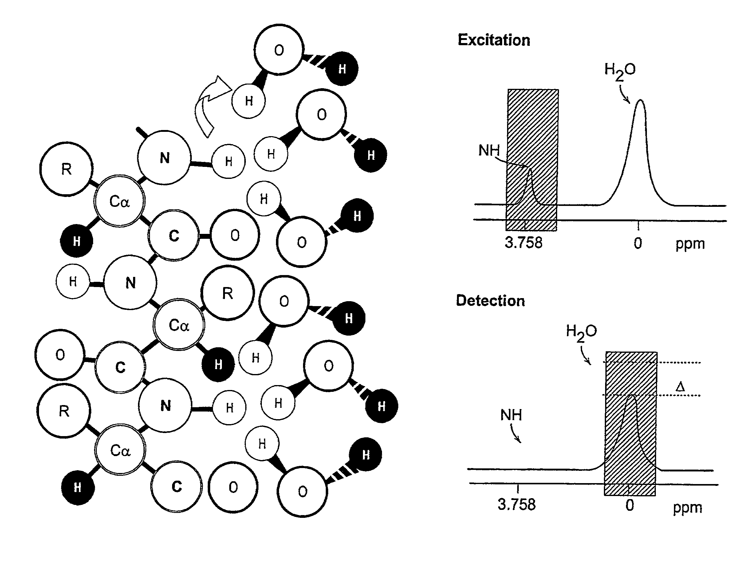 Chemical exchange saturation transfer based MRI using reporter genes and MRI methods related thereto