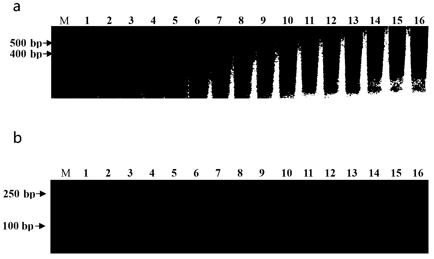 Gene-specific molecular marker Pi2SNP of rice blast-resistant gene Pi2 as well as preparation method and application thereof