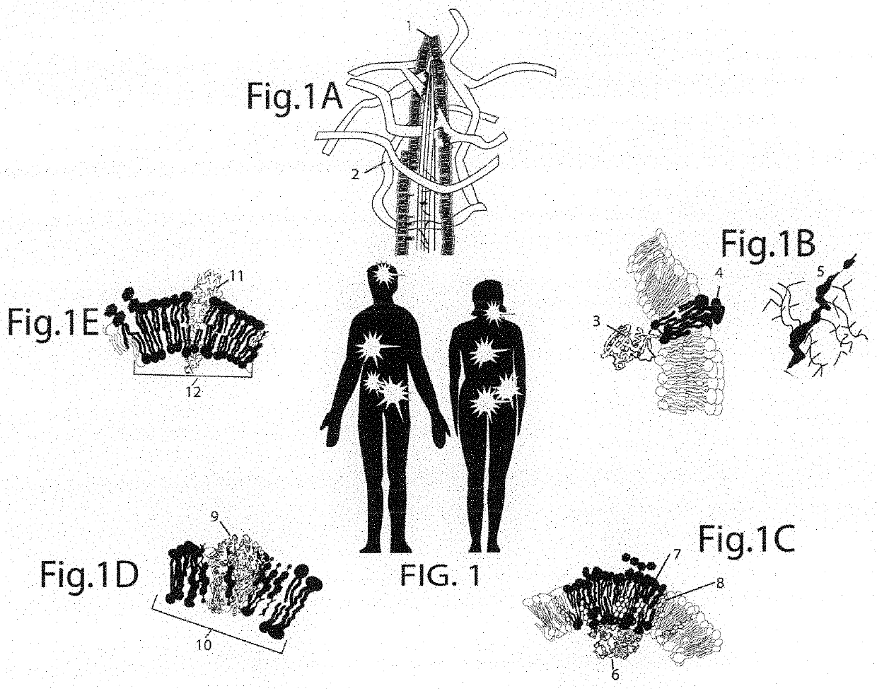 Novel methods for the in vitro processing of cancer cells from one individual to accurately preserve the antigenic architecture of multiple surface abnormalities specific to the individual cancer and for rapidly selecting and amplifying anti-cancer molecules highly specific for cancer stem cells and other abnormalities regardless of their rarity while minimizing collateral damage to normal tissue associated with less specific therapies