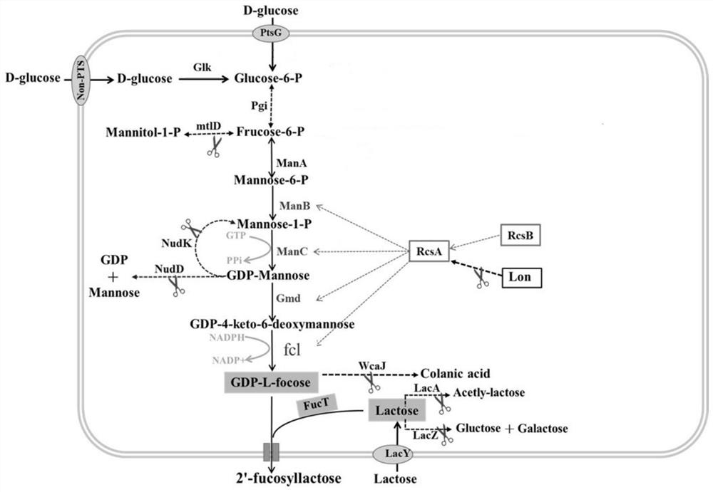 Escherichia coli and application thereof to synthesis of fucosylated oligosaccharide