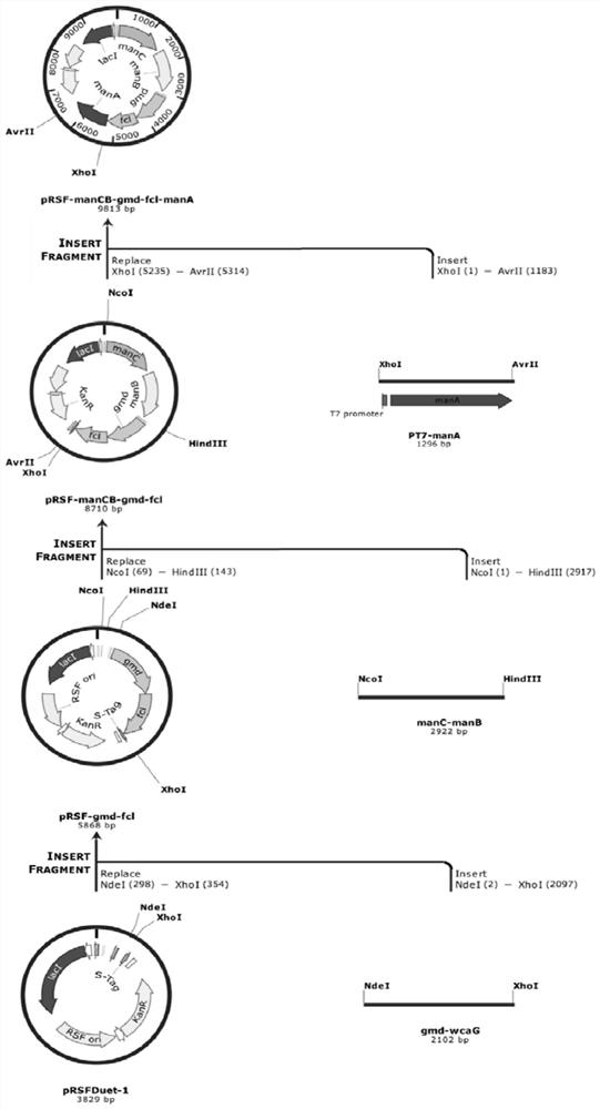 Escherichia coli and application thereof to synthesis of fucosylated oligosaccharide