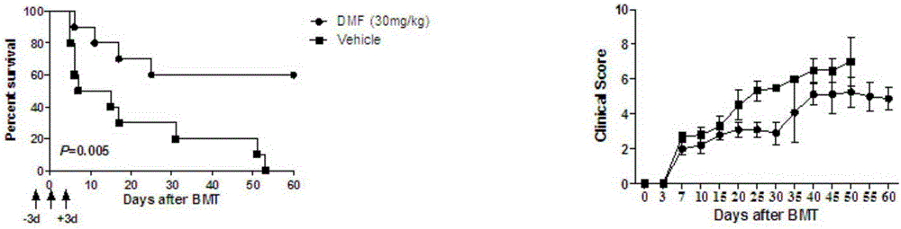 Application of dimethyl fumarate to preparation of medicine for preventing and treating graft versus host diseases and graft versus leukemia