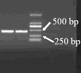 Anammox bacterium nitrite reductase expression vector and construction method thereof