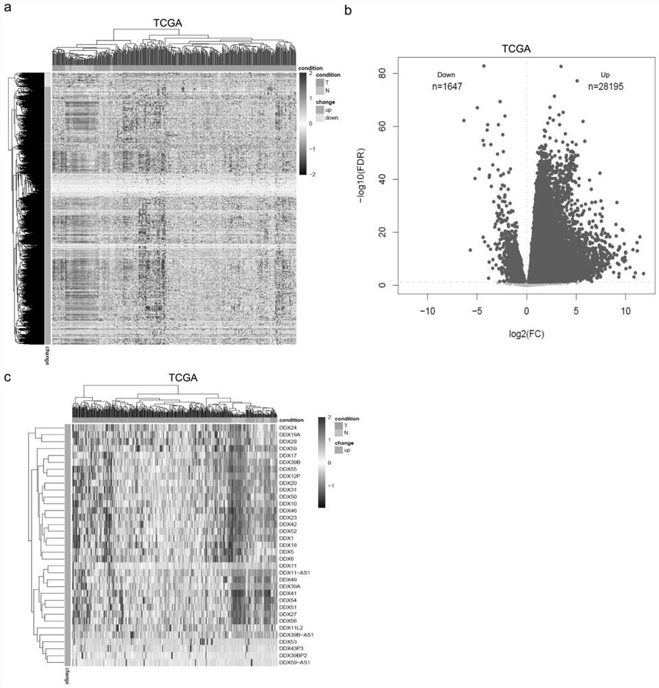 Application of DDX24 and upstream and downstream molecules RFX8 and Lamb1 thereof in diagnosis and treatment of hepatocellular carcinoma