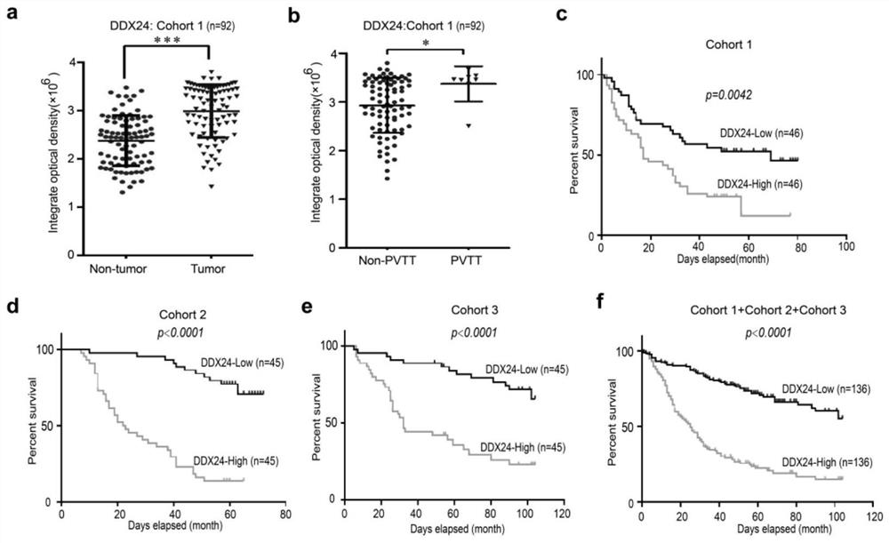 Application of DDX24 and upstream and downstream molecules RFX8 and Lamb1 thereof in diagnosis and treatment of hepatocellular carcinoma