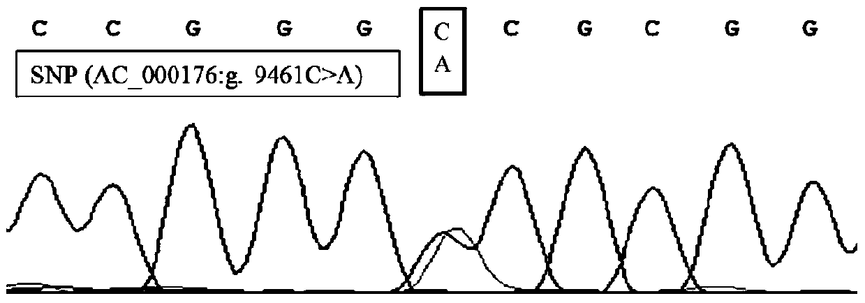 A kind of rflp method and its application of quick detection yellow cattle flii gene SNP