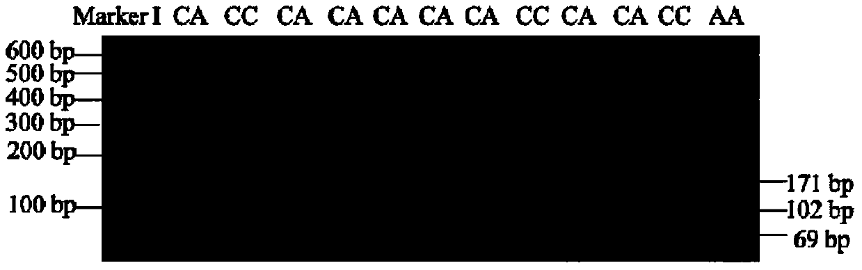 A kind of rflp method and its application of quick detection yellow cattle flii gene SNP