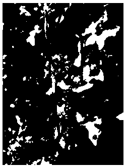 Method for obtaining tartary buckwheat seeds easy to shell