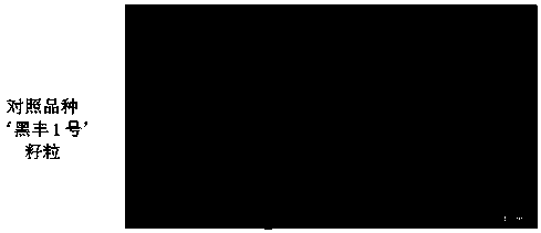 Method for obtaining tartary buckwheat seeds easy to shell