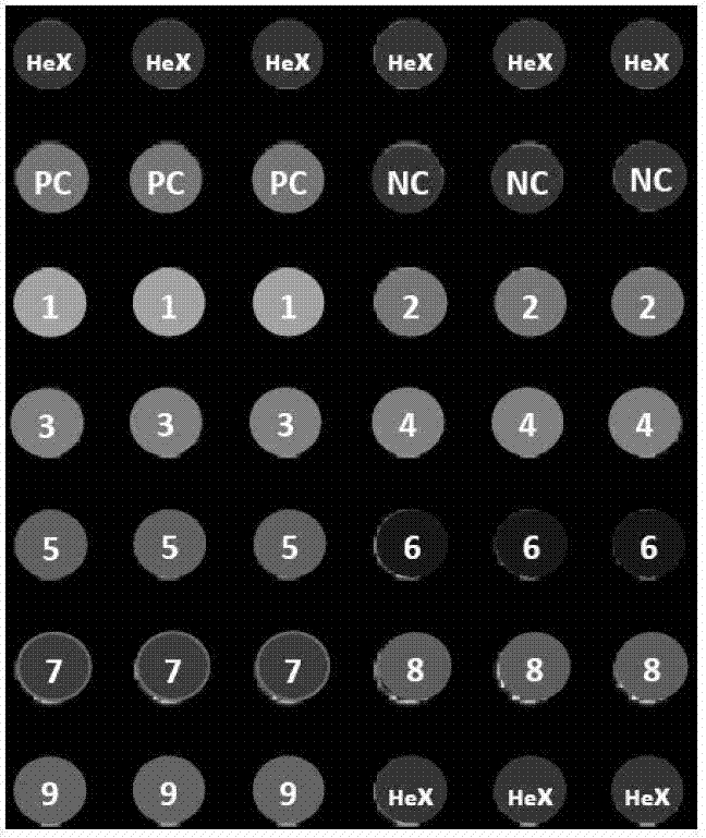 Chip for screening Pelamoviroid and application thereof