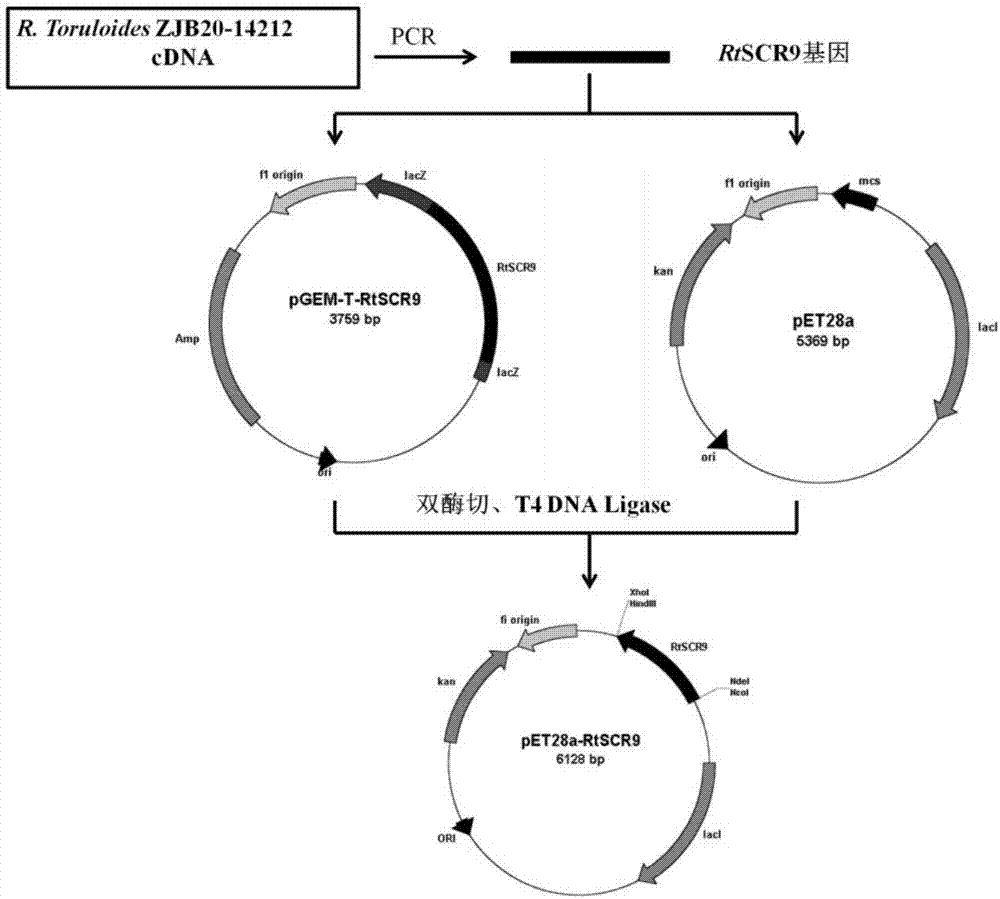 Recombinant carbonyl reductase mutant, gene, vector, engineering bacterium and application of recombinant carbonyl reductase mutant