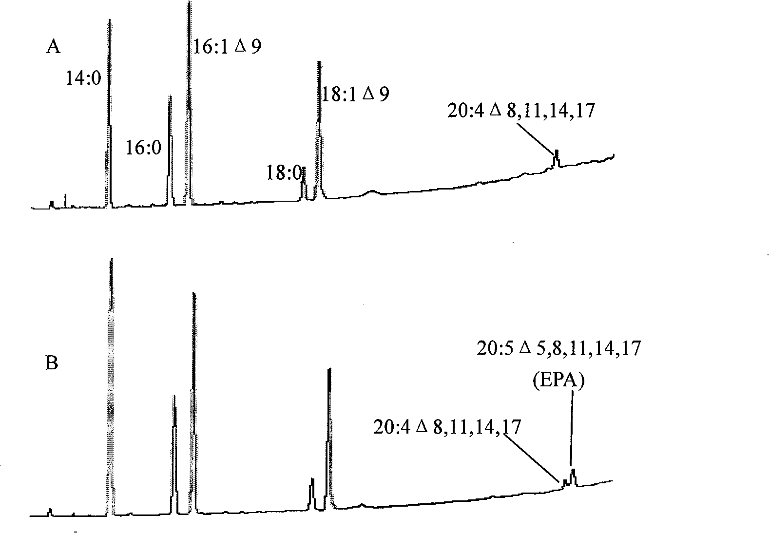 Ocean micro-alga delta5 aliphatic acid desaturase and application thereof